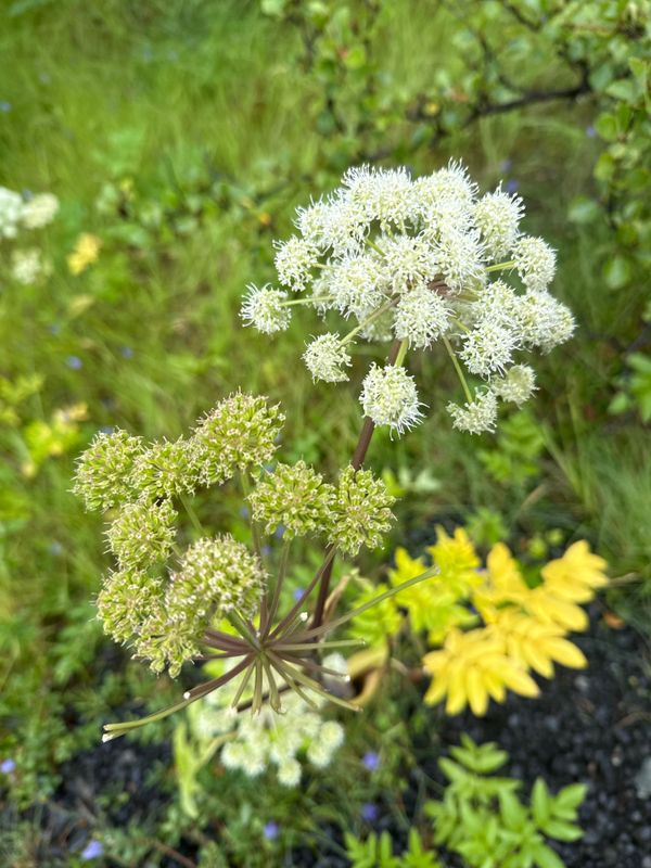 Fleurs d'Islande