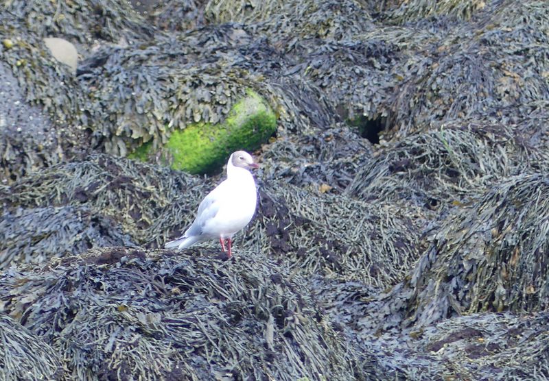Oiseaux Islande - 2 sur 36.jpeg