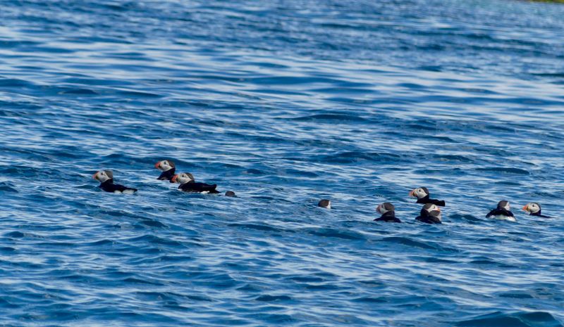 Oiseaux Islande - 3 sur 36.jpeg