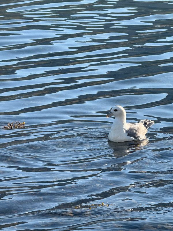 Oiseaux Islande - 30 sur 36.jpeg