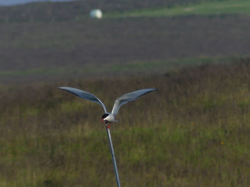 Sterne arctique