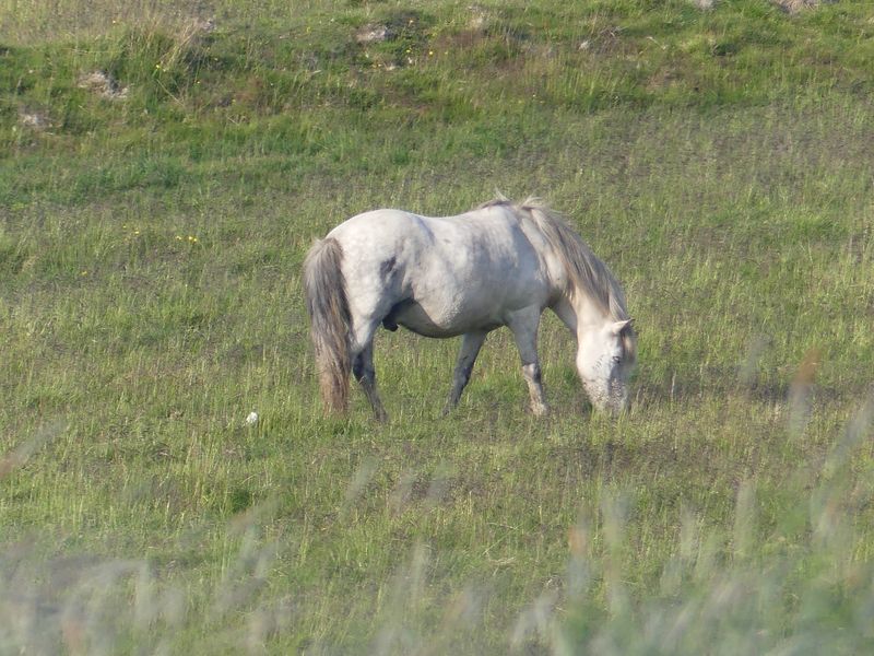 Faune et fleurs d'Islande