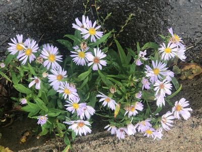 faune_et_flore