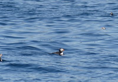Oiseaux d'Islande