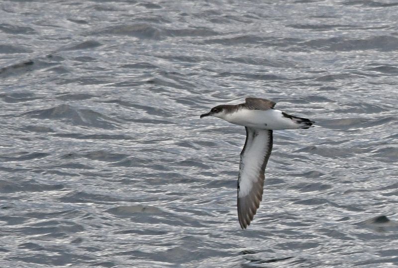 Manx Shearwater