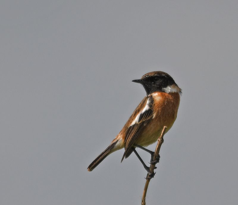 Stonechat