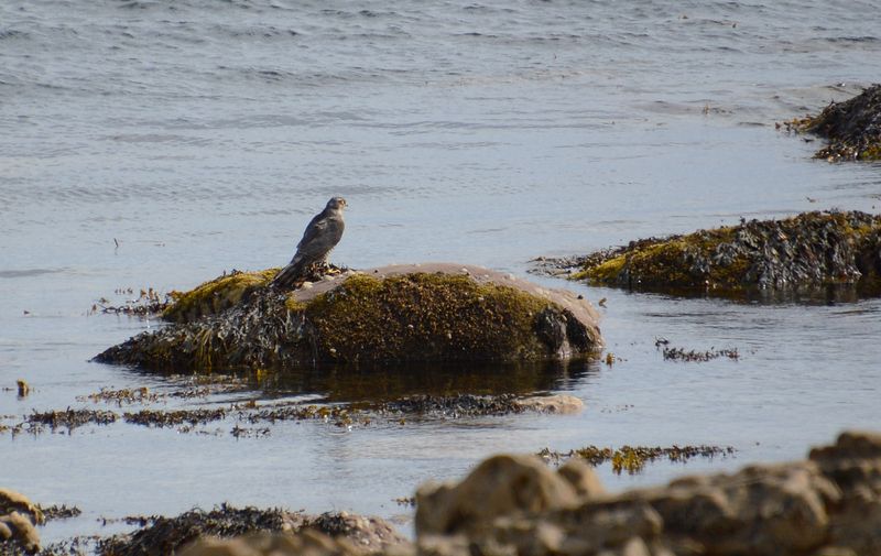 Sparrowhawk
