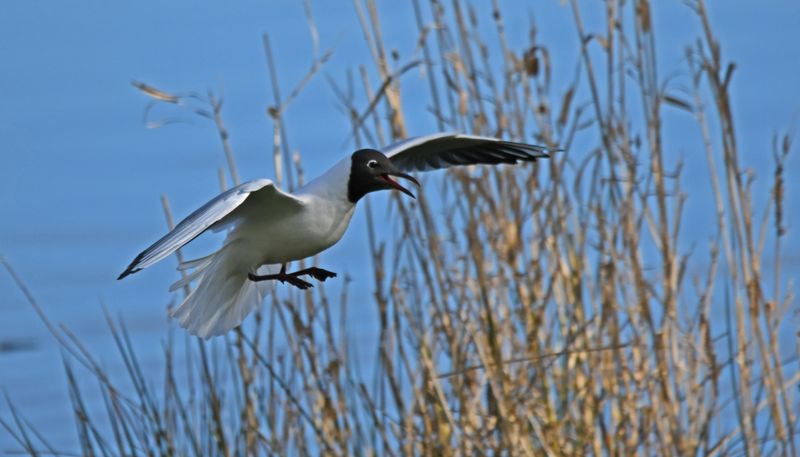 Black-headed Gull
