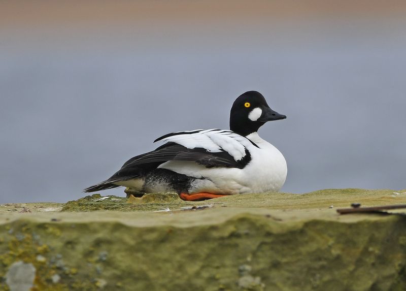 Goldeneye