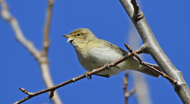 Chiffchaff