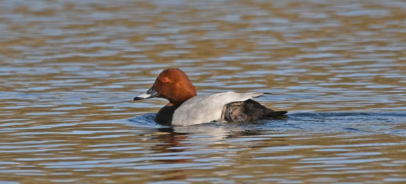Pochard