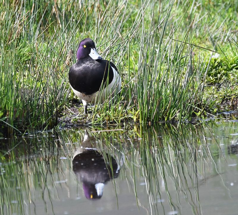 Tufted Duck