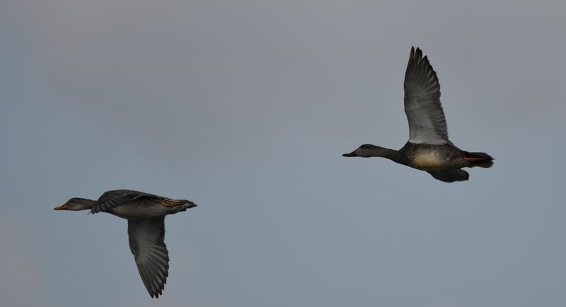 Gadwall