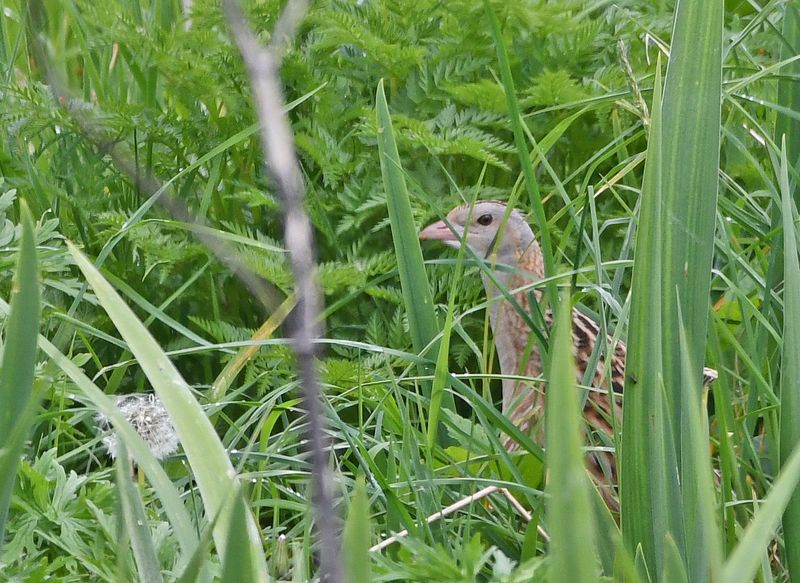 Corncrake