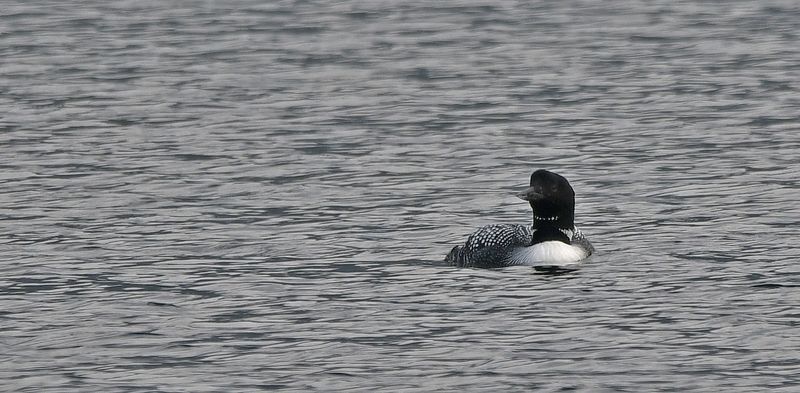 Great Northern Diver