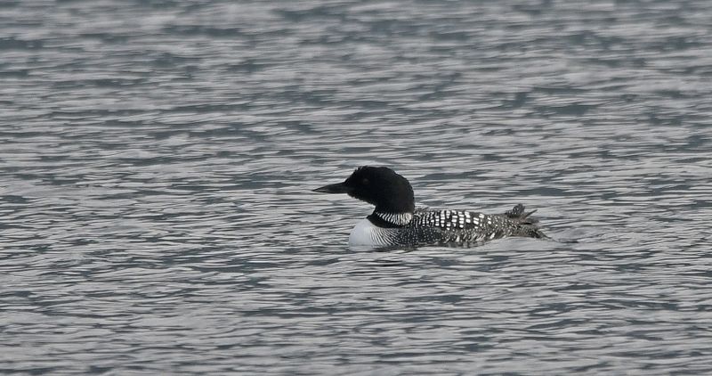 Great Northern Diver