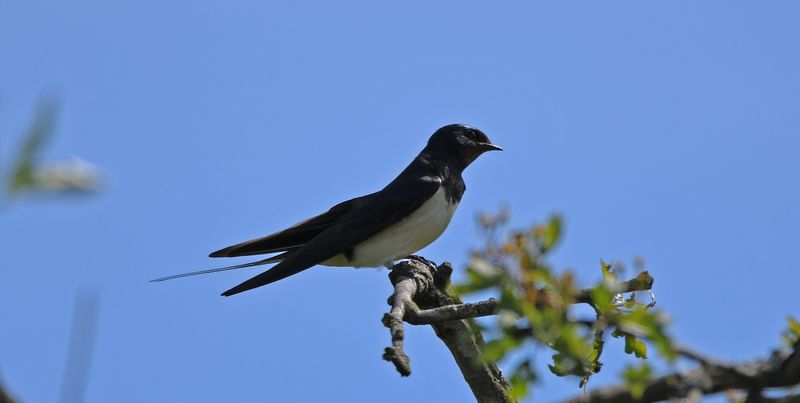 Swallow