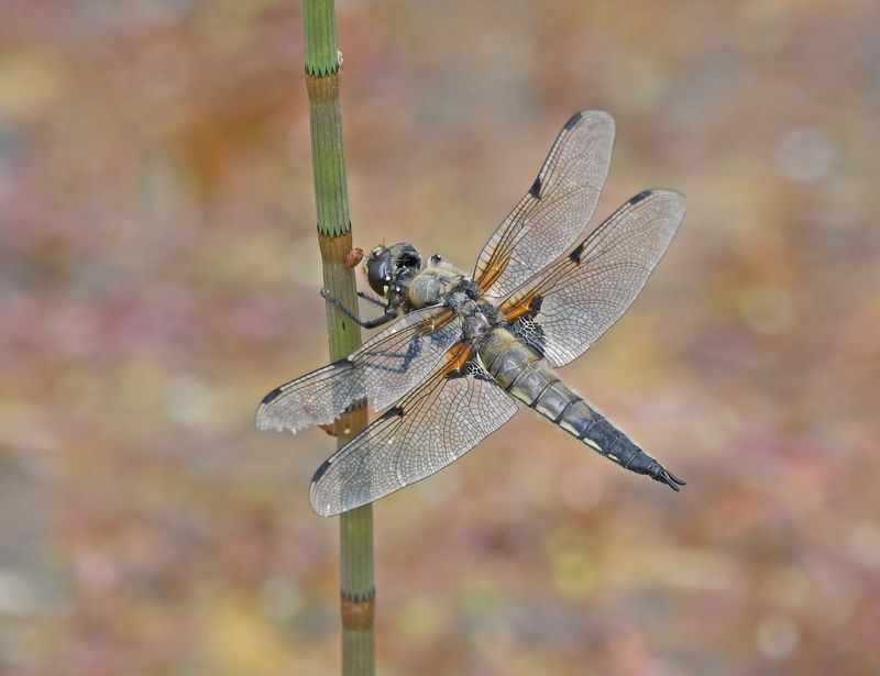 Four-spotted Chaser