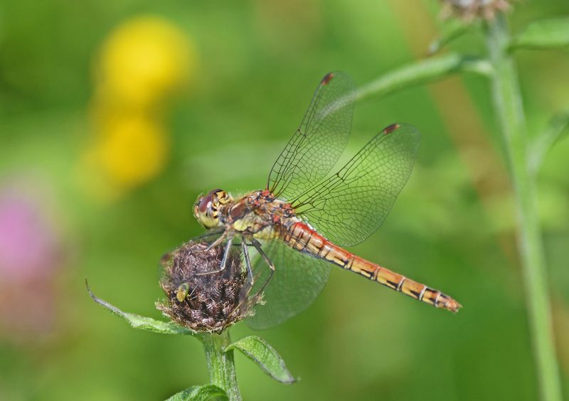 Common Darter