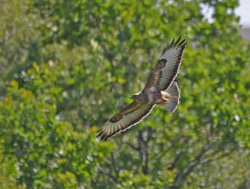 Buzzard