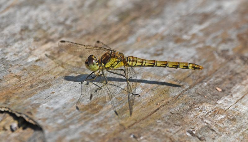 Common Darter