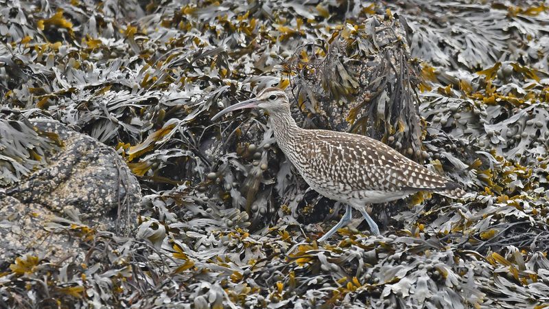 Whimbrel