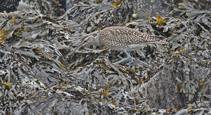 Whimbrel