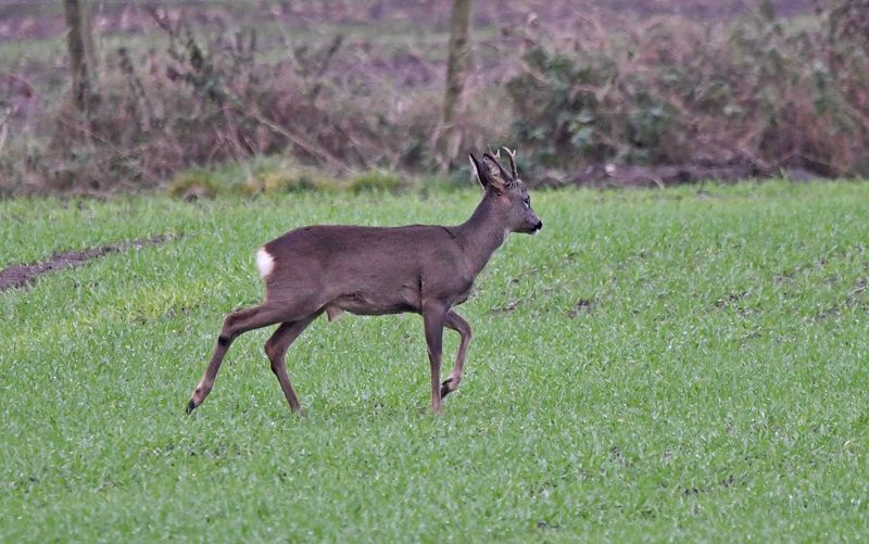 Roe Deer