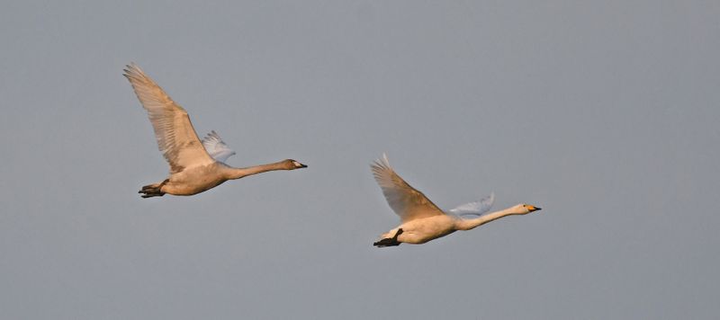 Whooper Swan