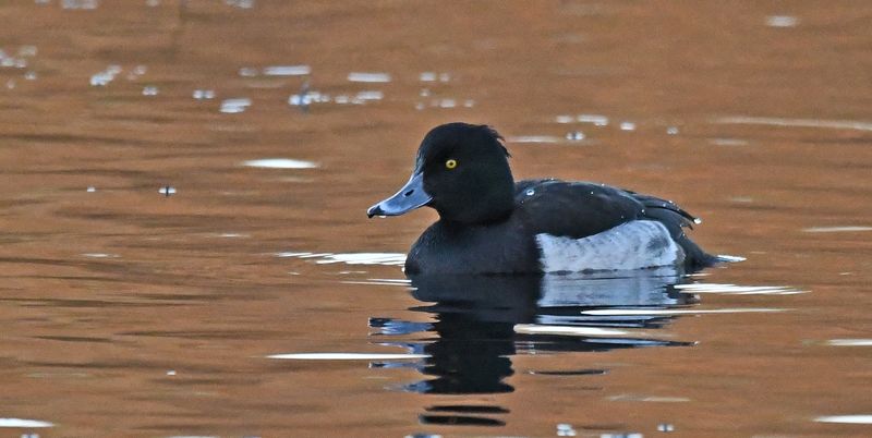 Tufted Duck