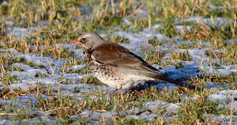 Fieldfare
