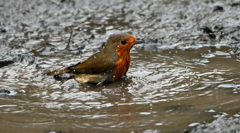 Robin