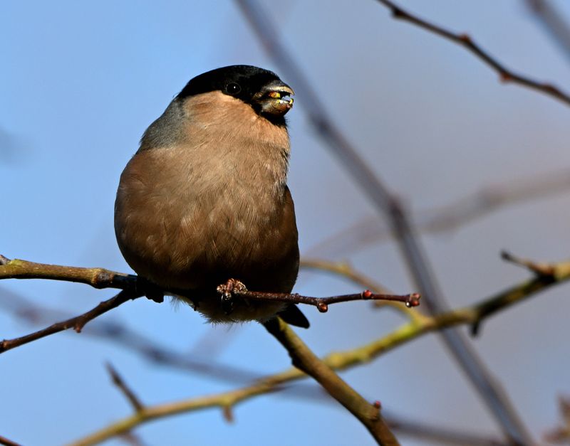 Bullfinch