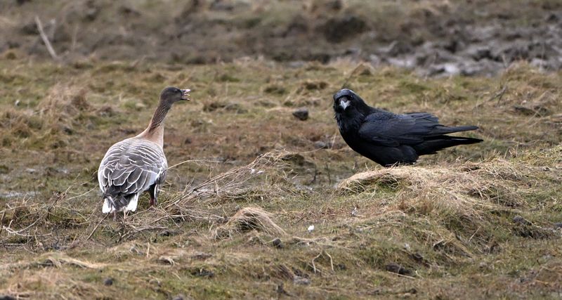 Raven & Pink-footed Goose
