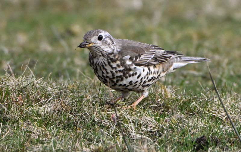 Mistle Thrush