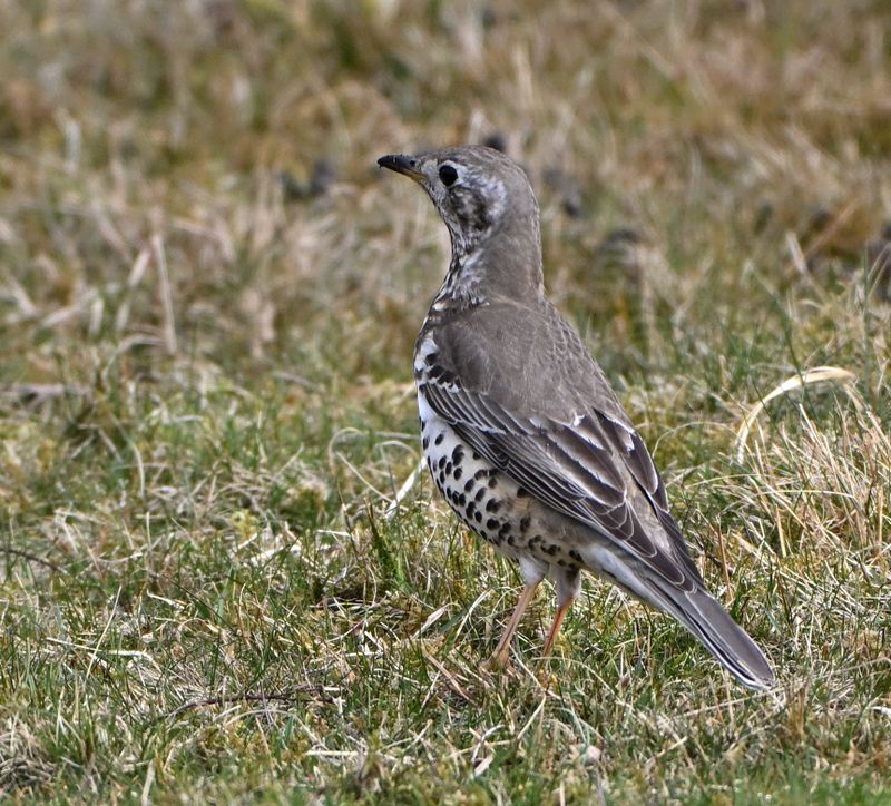Mistle Thrush