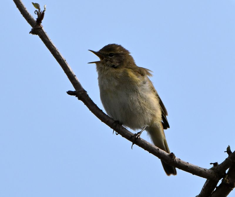 Chiffchaff