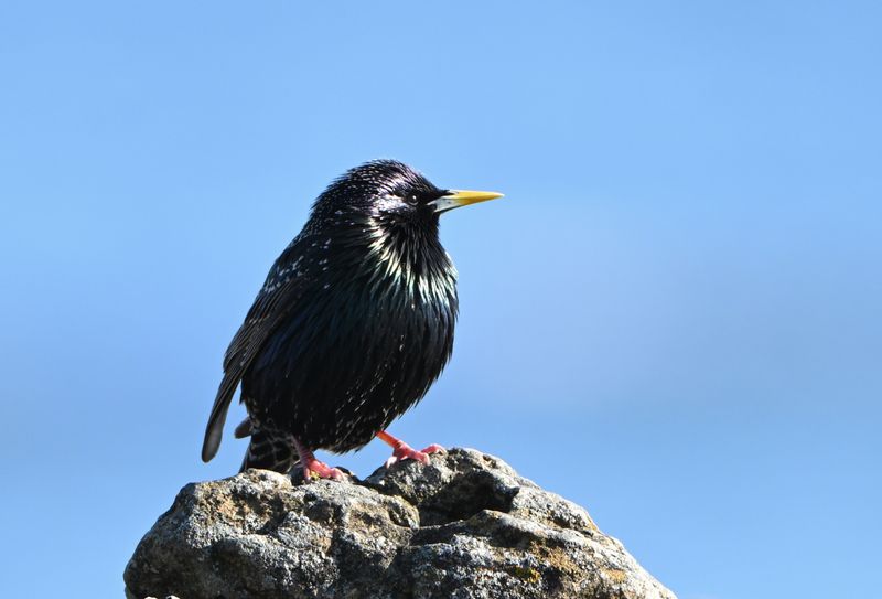 Starling