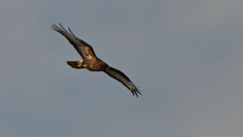 Buzzard