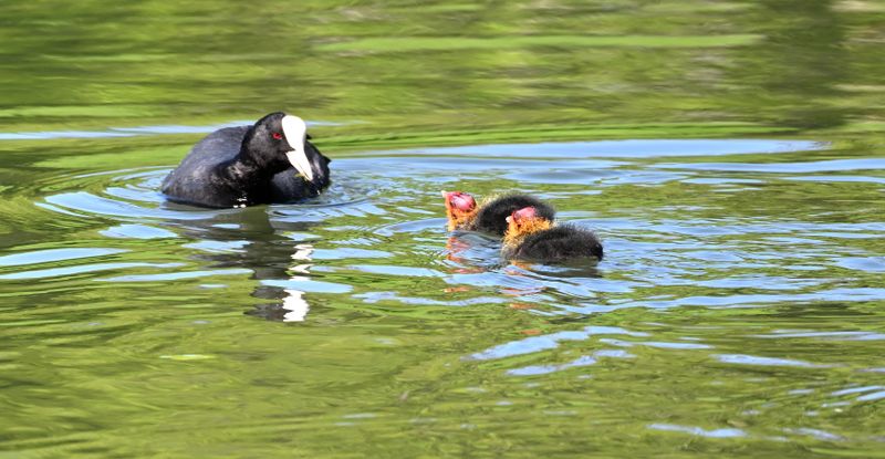 Coot