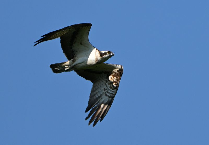 Osprey