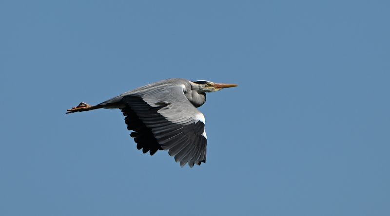 Grey Heron