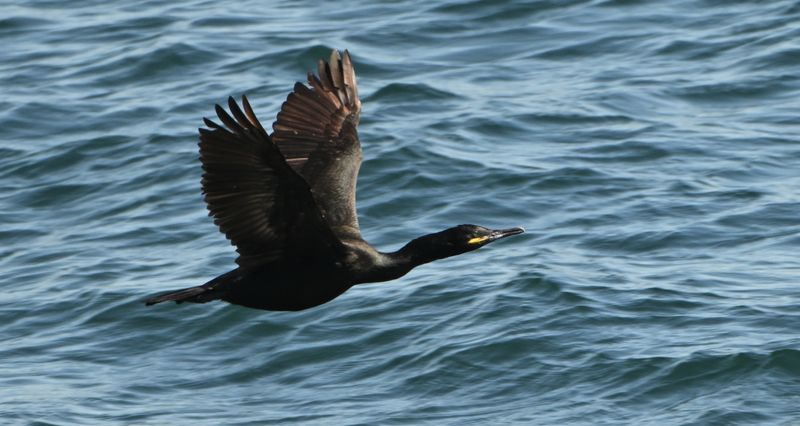 Shag