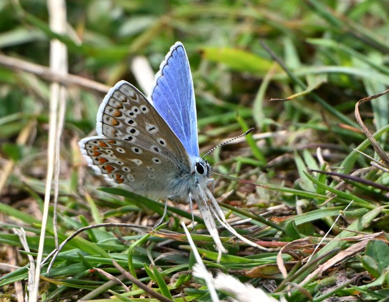 Common Blue