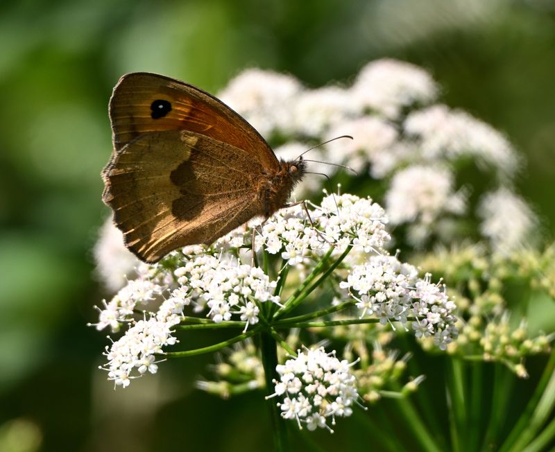 Meadow Brown