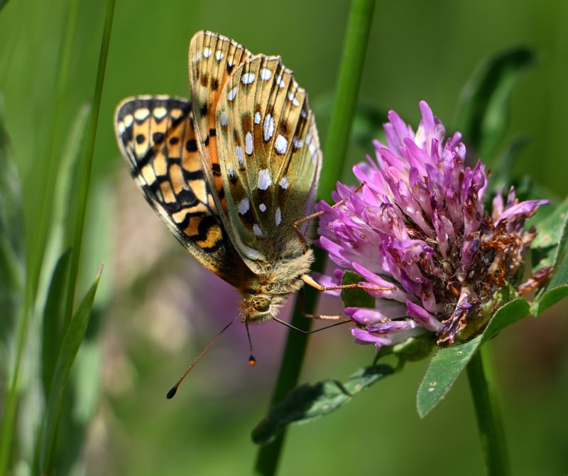 Dark Green Fritillary