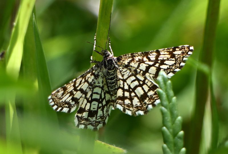 Latticed Heath