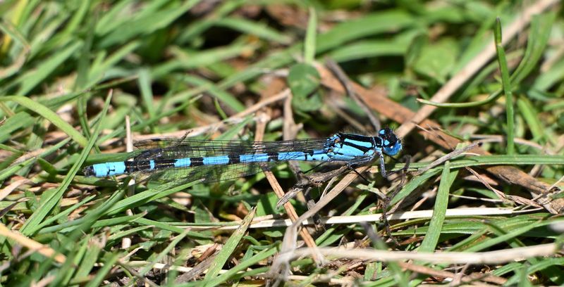 Common Blue