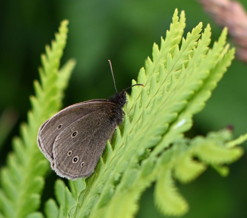 Ringlet