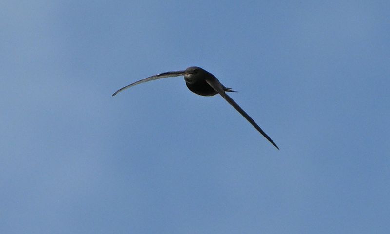 Common Swift